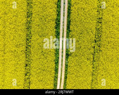 Drohnenaufnahme von Rapsfeldern auf blühenden und unbefestigten Straßen in Franken Stockfoto