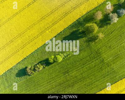 Drohnenaufnahme von Rapsfeldern in blühenden und grünen Wiesen in Franken Stockfoto