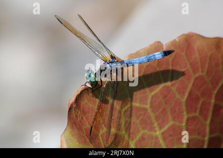 Close-up macro shot of a blue dasher dragonfly on a lotus leaf. Shallow depth of field Stock Photo