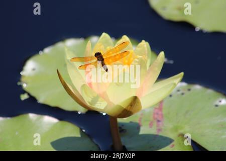 Close-up shot of an Eastern Amberwing dragonfly on.a flowering yellow water lily plant in a garden pond. Shallow depth of field. Stock Photo