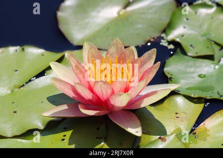 Close-up macro shot of a pink flowering water lily plant floating in a garden pond. Shallow depth of field Stock Photo