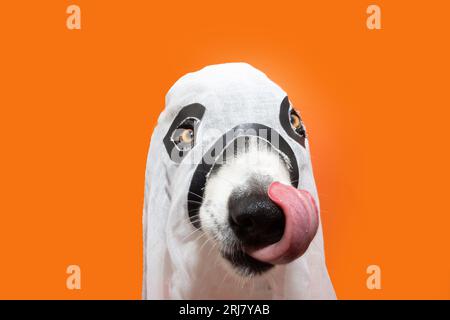 Der Hund feiert halloween im Geisterkostüm und leckt seine Lippen mit der Zunge. Isoliert auf orangefarbenem Hintergrund Stockfoto