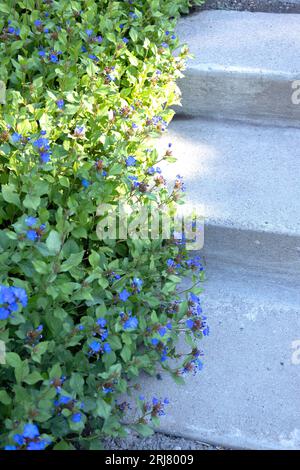 Ceratostigma plumbaginoides - Leadwort, blühend, neben Betonstufen in einem Garten. Stockfoto