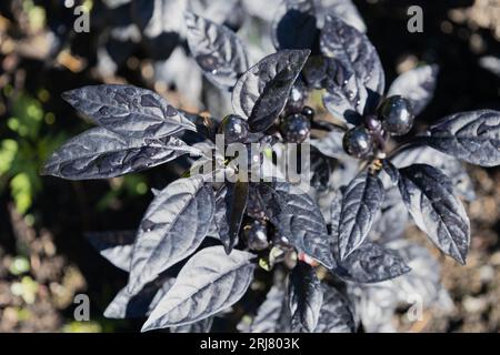 Capsicum annuum „Black Pearl“. Stockfoto