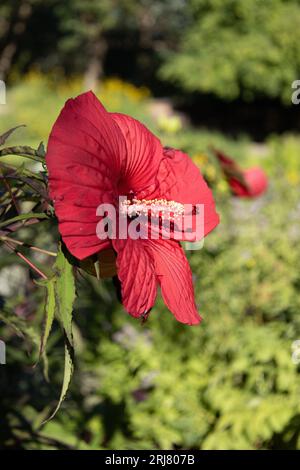 Hibiskus-Feuerball-Blume. Stockfoto