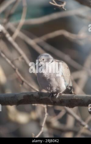 Die Eurasische Taube (Streptopelia decaocto) ist eine in Europa und Asien beheimatete Taubenart; Stockfoto