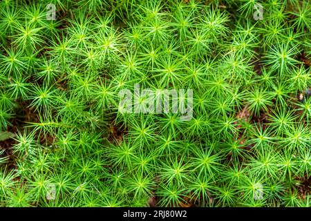 Haarkappe Moos, Polytrichum commune, wächst in großen, bodennahen Flächen in feuchtem, saurem Boden wie Wäldern. Die Blätter erinnern an ein o Stockfoto
