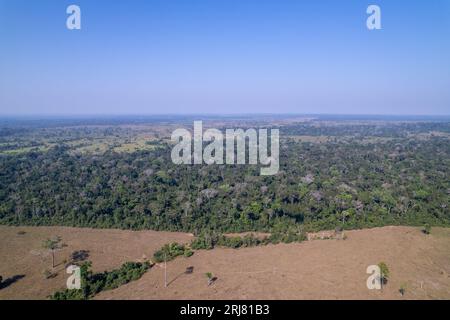 Vogelperspektive auf wunderschöne Amazonas-Regenwaldbäume und Entwaldung, um Land für Rinder in Viehzucht zu öffnen. Amazonas, Brasilien. Umgebung. Stockfoto