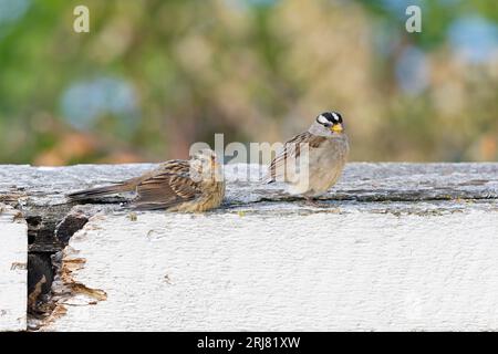 Ein erwachsener Weißkronen-Sperling (Zonotrichia leucophrys), der mit seinen Jungen ruht. Stockfoto