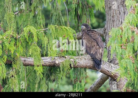 Ein unreifer Weißkopfseeadler (Haliaeetus leucocephalus) thront in einem Baum. Stockfoto