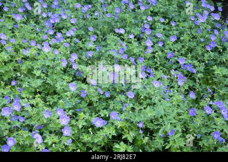 Geranium 'Gerwat' Rozanne. Stockfoto