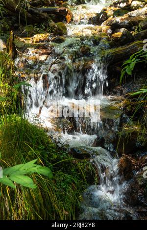 Waldbach mit einem kleinen Wasserfall inmitten grüner Blattvegetation Stockfoto