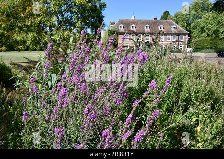 Purple Salvia Flowers, Hall Place & Gardens, Bexley, Kent, Großbritannien Stockfoto