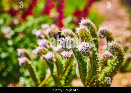 Bienenbestäubung winziges saftiges Blütenmakro Stockfoto