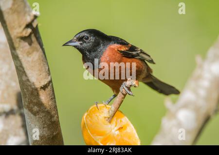Ein männlicher Obstgarten oriole in einer Vogelfütterungsstation auf der Südpadre Island, texas, usa Stockfoto