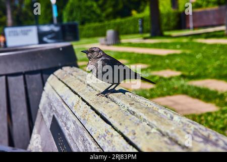 Schwarzer Vogel, der im Sommer auf einer Holzbank mit Holzsplittern steht, mit verschwommenem Parkhintergrund Stockfoto