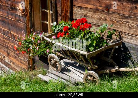 Floral arrangement of red geranium flowers in wooden handcart in green grass by rustic timber cottage Stock Photo