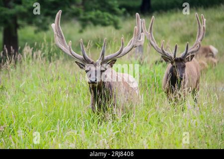 Zwei gefangener Bulle Roosevelt Elch in Samt, stehend in hohem Gras, Nordwest Trek, graham, washington, usa Stockfoto