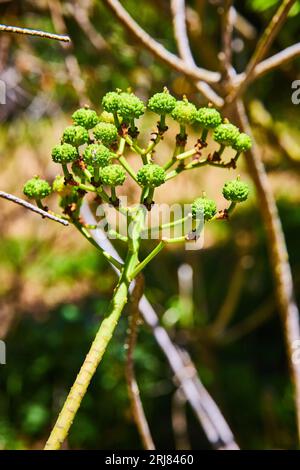 Zweige mit kleinen Vorsprüngen, die wie kleine Bäume oder Brokkoli-Keime aussehen Stockfoto