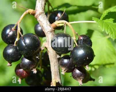 Auf dem Zweig sind die Strauchbeeren reife Johannisbeeren (Ribes nigrum). Stockfoto