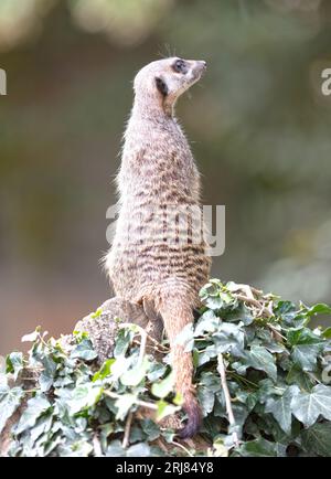 Erwachsenes Meerkat (Suricata suricatta) auf Watchdienst, selektiver Fokus Stockfoto