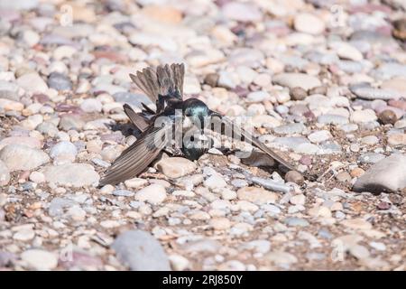 Nahaufnahme eines Paares von Baumschwalben in der Züchtung umarmen auf dem Boden, Market Lake wma, roberts, idaho, usa Stockfoto