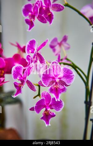 Leuchtend rosa und weiße Orchideenblüten auf langen grünen Stängeln Makroaufnahme Stockfoto