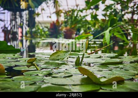 Nahaufnahme von Blütenknospen auf der Wasseroberfläche mit Lilienpolstern und Wintergarten-Hintergrund Stockfoto