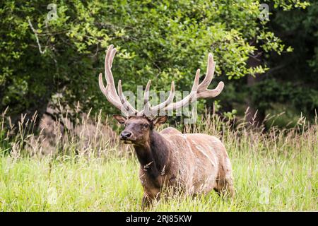 Der Roosevelt-Elch (Cervus canadensis roosevelti), auch bekannt als Olympischer Elch und Roosevelt-Wapiti, ist der größte der vier überlebenden Stockfoto