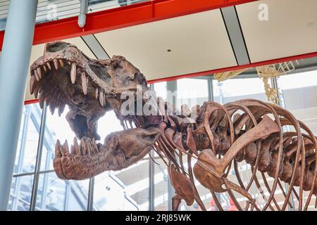 Leiter des tyrannosaurus-rex-Skeletts, das in der Byers-Lobby der Akademie der Wissenschaften steht Stockfoto