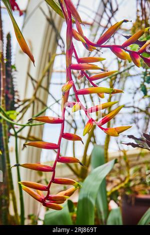 Hängende rosafarbene Weinstöcke mit heißen rosa und leuchtend gelben Samenknospen Stockfoto