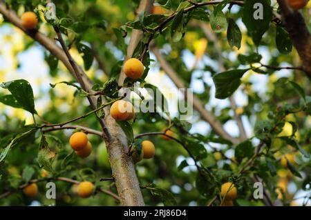 Mirabellenpflaumen Reifen auf einem kleinen Gartenbaum Stockfoto