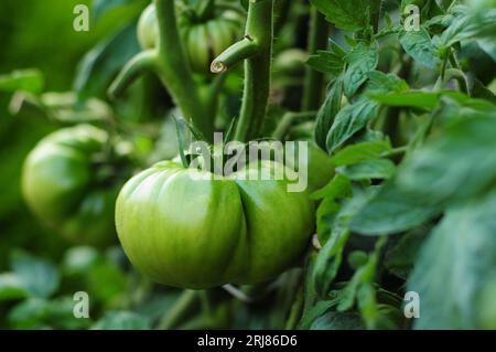 Große grüne Tomaten, die an der Rebe Reifen Stockfoto