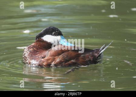 Nahaufnahme einer ruddigen Ente drake oder eines Männchens, im Brutgefieder mit blauem Schnabel und steifem Schwanz, schwimmend auf dem Wasser, Tracy Aviary, Salt Lake City, Utah, USA Stockfoto