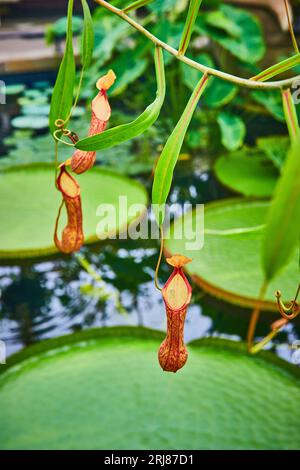 Makro von kleinen Pitcher-Pflanzen, die über großen Stacheln mit Lilienboden herabhängen Stockfoto