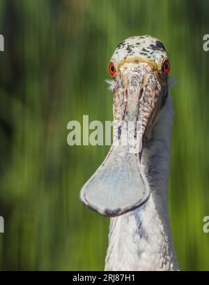 Gefangener Rosenlöffelschnabel im vertikalen Format, tracy Voliere, Salt Lake City, utah, usa Stockfoto