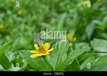 Vorderansicht eines Plains Cupid Schmetterlings, der Nektar von einer Singapore Daisy Blume trinkt (Sphagneticola Trilobata) Stockfoto