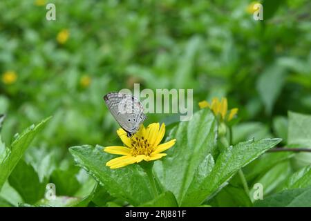 Ein Plains Cupid Schmetterling oder auch bekannt als Cycad Blue trinkt Nektar aus einer Singapore Daisy Blume (Sphagneticola Trilobata) Stockfoto