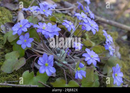 Blaue Blüten wachsen im Frühjahr im Wald hepatica nobilis Stockfoto