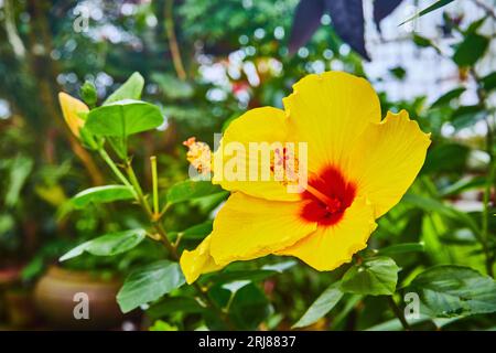 Makroansicht einer leuchtend gelben Blume mit roter Mitte und verschwommenen Pflanzen im Hintergrund Stockfoto