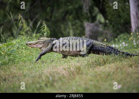 Ganzkörperprofil eines amerikanischen Alligators, der im brazos Bend State Park, texas, usa, durch Gras spaziert Stockfoto