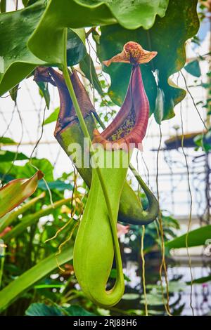 Nahaufnahme einer fleischfressenden grünen Pitcher-Pflanze mit roter Öffnung und verschwommenen Gewächshausfenstern Stockfoto