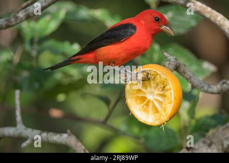 Profil eines erwachsenen männlichen Scharlachtanagers auf einer Orangenscheibe, Südpadre Island, texas, usa Stockfoto