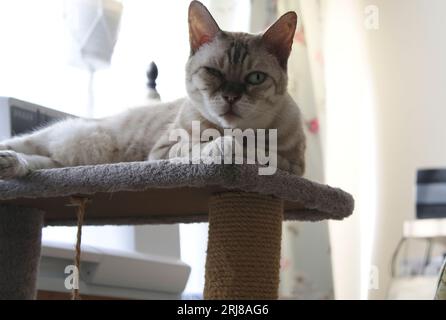 Snow Rosette Bengal Cat entspannt sich auf ihrem Barsch im Nähzimmer Stockfoto