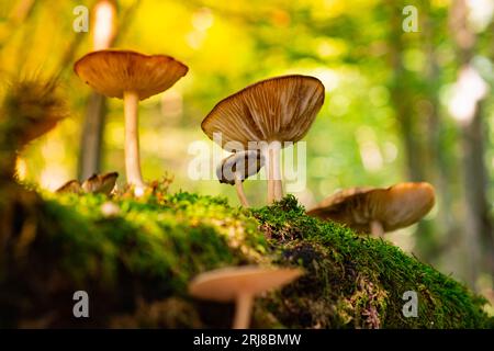 Wunderschöne Lamellenpilze wachsen auf einem verfaulten umgestürzten Baum, der im Wald mit Moos bewachsen ist. Wunderschönes Foto von wilden Pilzen. Die Natur Deutschlands, Stockfoto