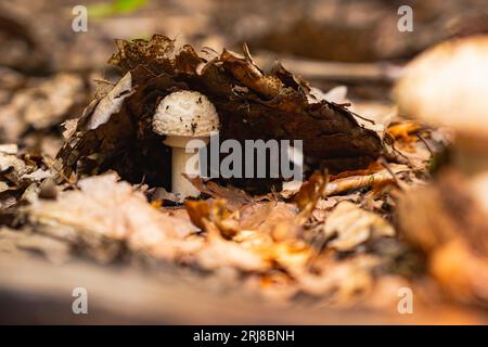 Nahaufnahme von Fliegenpilgern. Ein junger Fliegenpilz wächst im Leu zwischen gefallenen Blättern und Ästen. Klee und gelbe und weiße Blumen Stockfoto