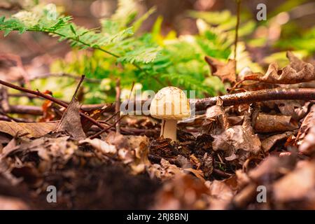 Nahaufnahme von Fliegenpilgern. Ein junger Fliegenpilz wächst im Leu zwischen gefallenen Blättern und Ästen. Klee und gelbe und weiße Blumen Stockfoto