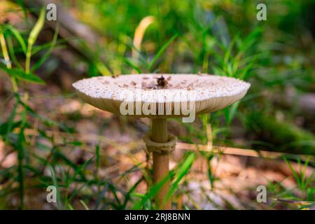 Wunderschöner lamellarer Pilzschirm wächst auf einem verfaulten umgestürzten Baum, der im Wald mit Moos bewachsen ist. Wunderschönes Foto von Wildpilz Macrolepiota pro Stockfoto