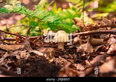 Nahaufnahme von Fliegenpilgern. Ein junger Fliegenpilz wächst im Leu zwischen gefallenen Blättern und Ästen. Klee und gelbe und weiße Blumen Stockfoto