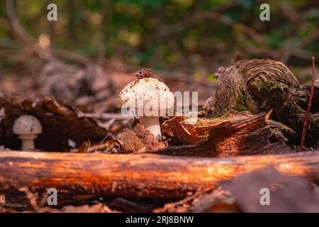 Nahaufnahme von Fliegenpilgern. Ein junger Fliegenpilz wächst im Leu zwischen gefallenen Blättern und Ästen. Klee und gelbe und weiße Blumen Stockfoto